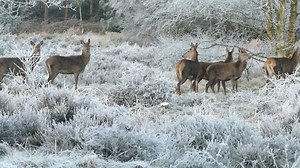 驯鹿 鹿 动物 - Free video on Pixabay