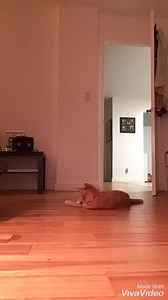 Don't forget the laser pointer! | CaptainCatnip.com