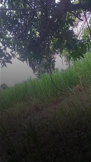 Mulai Ternak Sapi dari Nol: Panduan Praktis untuk Pemula