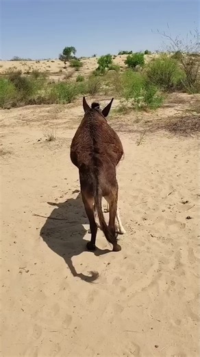 Exploring the Fun World of Donkey Kong