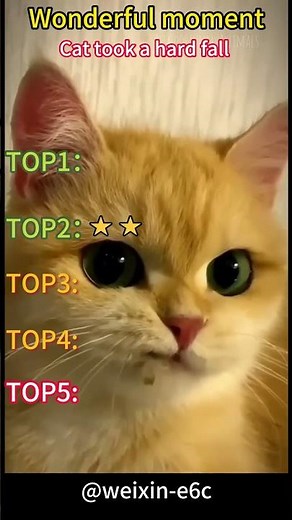 #Cat #Kitten #CatLovers #FunnyKitten #AdorableCat