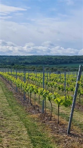 Walking Through a Beautiful English Vineyard 🍇🌿