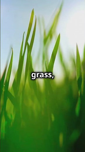 Why is Grass Green? 🌿 The Science Explained!