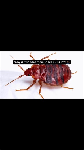Effective Bedbug and Cockroach Fumigation Services