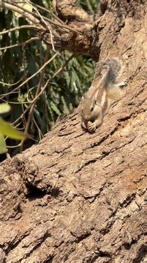 Squirrel eating nuts