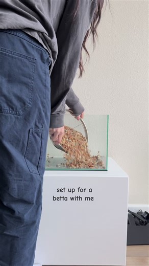 Betta Fish Community Tank Setup Guide