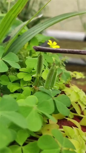Globalsnap Feed on Instagram: "Slow motion video of a creeping woodsorrel plant (Oxalis corniculata) ejecting seeds at high speed, a method of seed dispersal known as ballochory, or ballistic dispersal. 📽: N Arun Kumar #adventuretravel #GlobalUpdate #WorldNews #WarToPeace #WildlifeConservation"