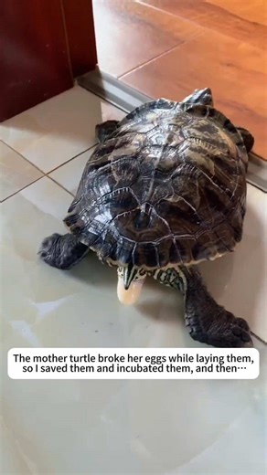 Rescuing Turtle Eggs: A Heartwarming Story