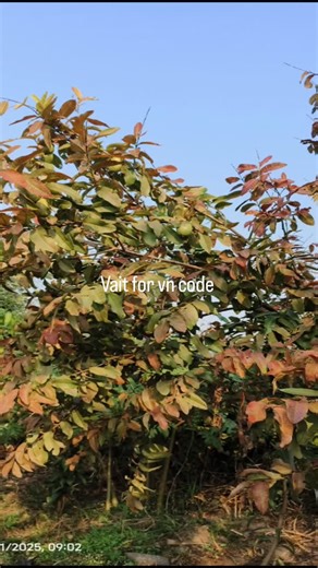 vishal on Instagram: "vn code: 1 #vncode #flowers #night #videoedit #foryou #trendingreels"