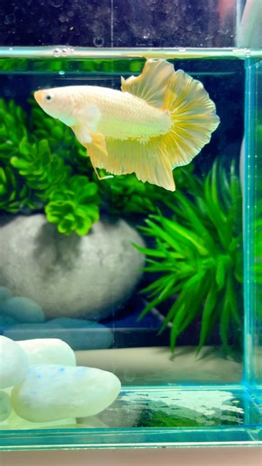 A silent dancer of color—the betta fish turns every moment into magic #fish #betta #aquarium #pets