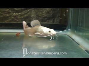 Platinum Redtail Catfish : Phractocephalus hemioliopterus : RARE : HD Quality