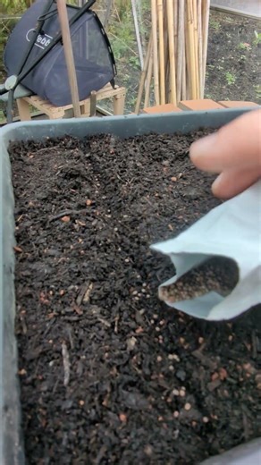 Sowing Kale, Cabbage and Collard #gardening #vegetablegarden