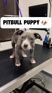 Cash the Pitbull #pitbull #pitbulls #pitbullsofinstagram #pittie #dogbath #doggrooming | Animalkingdomdoggrooming