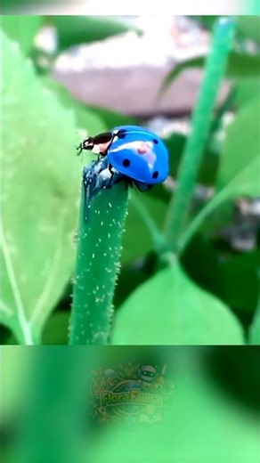 🐞💙Do Blue Ladybugs Really Exist? #FloraFauna #Shorts