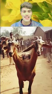 बिहार के गांव में निकली 4 सर वाली बकरी #Vairal #short 4 bakri #terenging #reels #foryougais