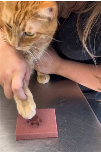 Adorable Cat Paws That Will Make You Smile