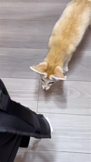 The Fennec Fox is the world's smallest fox species, a tiny desert-dweller from the sandy expanses of Algeria 🇩🇿, instantly recognizable by its massively oversized, bat-like ears. #FennecFox #Algeriacuties #BigEarsSmallBody #NocturnalVibes #WildAndAdorable