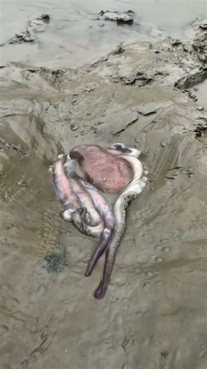Most Flexible Animals in the World