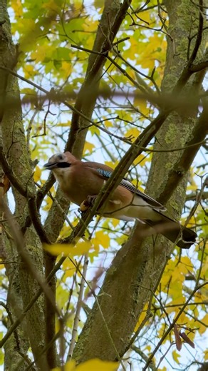 Jay (Garrulus glandarius) Hackney Marshes