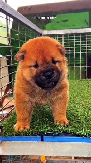 Cutest Puppy Moment Ever 🐶💖 | #puppy