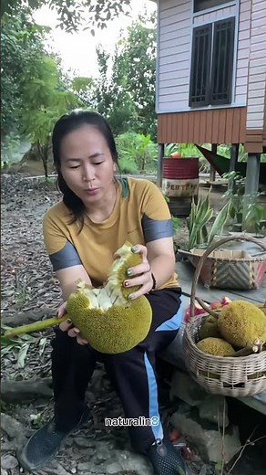Terap Fruit, a Relative of Jackfruit that is Popular in Kalimantan #rarefruit