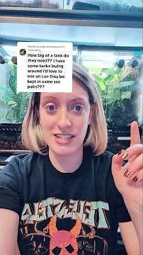 Awesome mourning gecko facts and enclosure requirements!