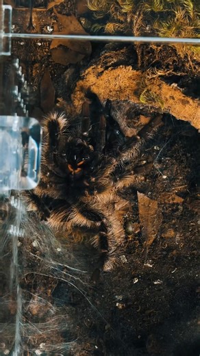 How often do YOU change the substrate? #tarantula #spider #pettarantula #bioactive #substrate