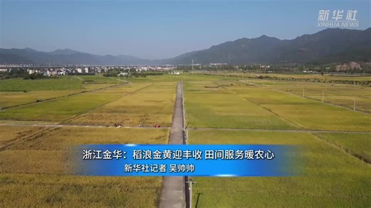 浙江金华：稻浪金黄迎丰收 田间服务暖农心