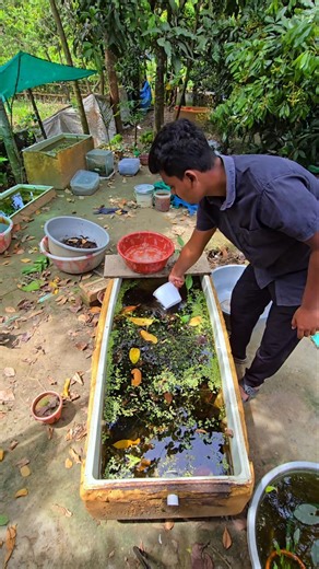 Kitne Sare Fish Milta Hai #shortsvideo #fishpond #fishshorts #guppyfish