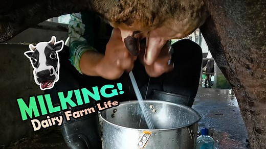 Manual Milking in Dairy Farm Training Experience | TESDA This vlog is part of my experience in 306 hours of training in dairy farming course at Bulacan Agricultural Training Center Incorporated and was accredited by TESDA ( Technical Education and Skills Development ) through Animal Production Ruminants - NC II. BULACAN AGRICULTURAL TRAINING CENTER INC. http://tesdatrainingcourses.com/courses-offered-bulacan-agricultural-training-center.html Requirements for Training Enrollment : Narito na ang m