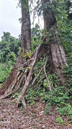 #salonganationalpark #forest #nature #viral