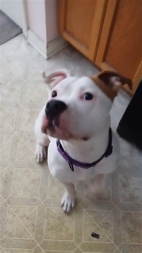 Nova learning tricks