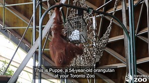 12K views · 930 reactions | Puppe is the oldest resident here at the...