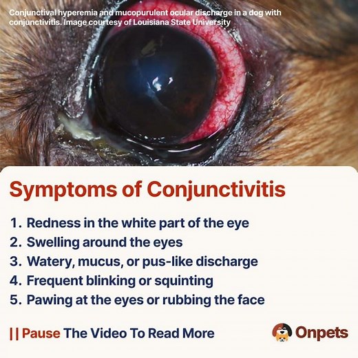 What is Conjunctivitis in Dogs?