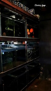 இந்த தப்பு நீங்க பண்ணிட்டீங்கனா… போச்சு! #cloningaqua #aquarium #fish | Cloning Aqua Pets Salem
