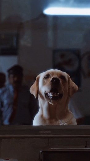 காலன் on Instagram: "777 charlie 💌 🎬 Movie : 777 charlie Needed..!! Love you all 🎀 Instagram..!! #777 #777charlie #explore #explorepage"
