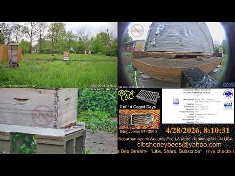 2026/4/28 Back Yard Bee Hive Captive Queen Checks - Security Feed - Indianapolis, IN USA