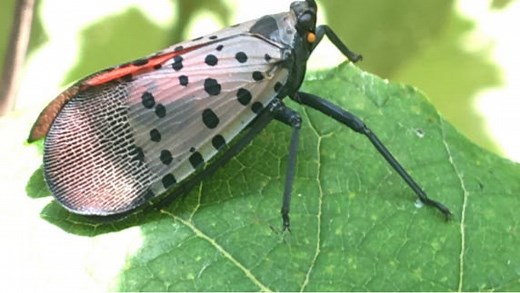 Spotted lanternfly season is back. Here's how to help get rid of them in Delaware