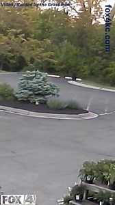 1.3M views · 9.4K reactions | There have been multiple bear sightings in the Kansas City area within the last couple of days. One of the sightings was in south Johnson County and another was in Grandview, Missouri. Click our bio link to learn more about the bear sightings. #BearSighting #BlackBear #fox4kc #KansasCityNews | FOX4 News Kansas City | Facebook