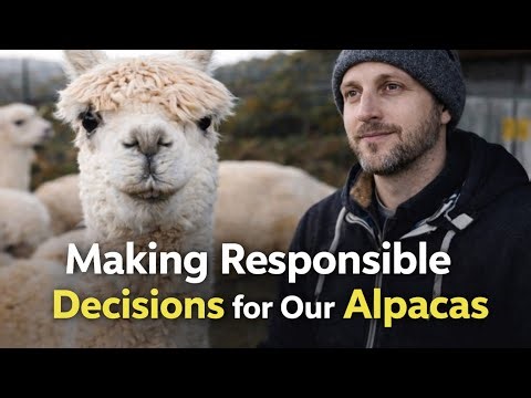 Neutering: Part of responsible alpaca care