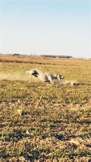 Hunting Dogs Todays Hunt Will Be Different From All Others🔥🔥 #huntingdog #huntingbuddy #hunters