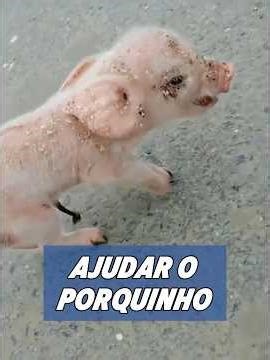 Resgatei um leitãozinho e ele acabou se tornando parte da minha família. #animal