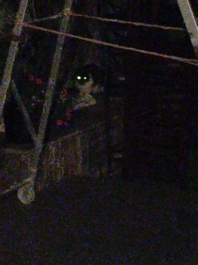 Creepy TikTok Moments Featuring Demonic Animals