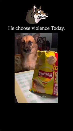 𝗡𝗼𝘁𝗵𝗶𝗻𝗴 𝗖𝗲𝗿𝗶𝗼𝘂𝘀 on Instagram: "This 15-second video captures the moment a hopeful pup realizes life isn't always as tasty as it seems. The Setup: A dog sits at the table with intense focus, staring down a bag of Lay's Classic chips while the owner mimics the crinkling sound of someone snacking. The High Expectations: You can practically see the drool forming as the dog's eyes track the owner's hand reaching deep into the bag for what should be a golden, crispy chip. The Audacity: I