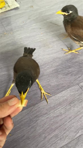 Feeding Apples to My Myna Birds: A Delightful Treat