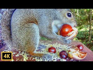 Squirrels Are the Only Animals That Eat Toxic Buckeyes