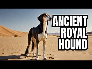 🐶Saluki: The Ancient Royal Hound of the Desert🐶