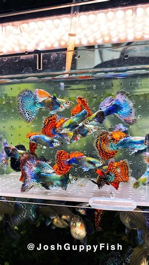 Every day with your guppies is the best day—cherish their swims and make today count. #Aquarium #Guppy | Joshguppyfish 喬的孔雀魚