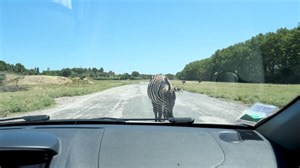 Shock, Rear View Mirror, Car. Free Stock Video