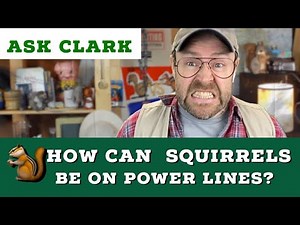 How can squirrels be on power lines?